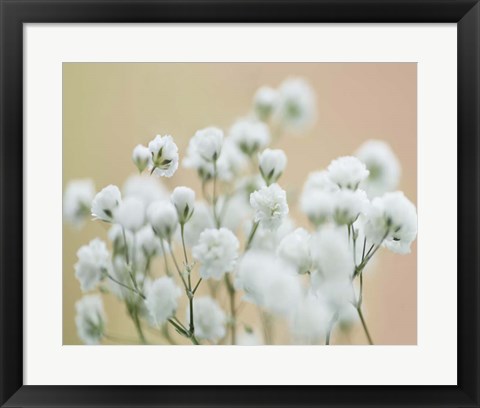 Framed Baby&#39;s Breath Study II Print