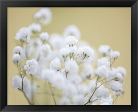 Framed Baby&#39;s Breath Study III Print