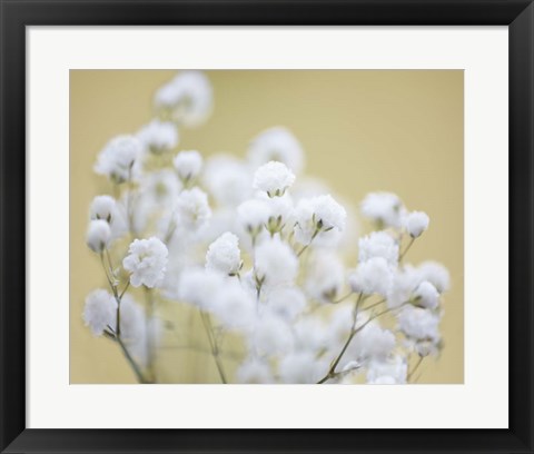 Framed Baby&#39;s Breath Study III Print