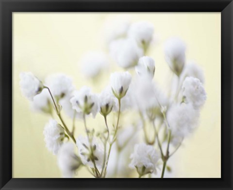 Framed Baby&#39;s Breath Study IV Print