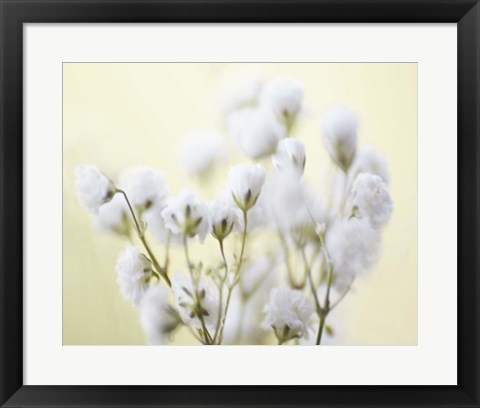 Framed Baby&#39;s Breath Study IV Print