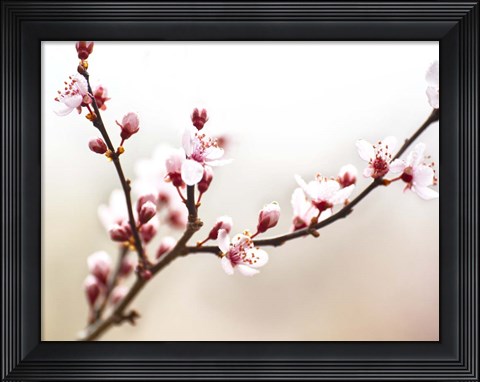 Framed Cherry Blossom Study I Print