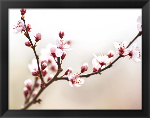 Framed Cherry Blossom Study I Print