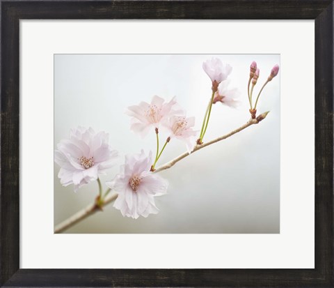Framed Cherry Blossom Study II Print