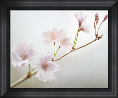 Framed Cherry Blossom Study II Print