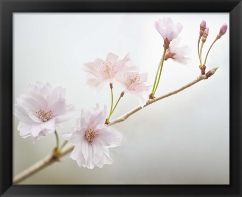 Framed Cherry Blossom Study II Print