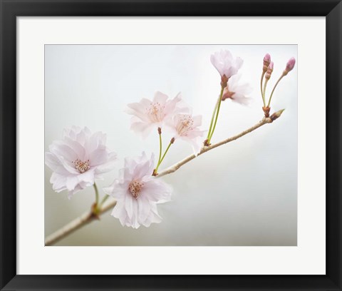 Framed Cherry Blossom Study II Print