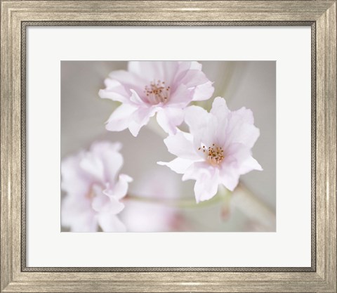 Framed Cherry Blossom Study III Print