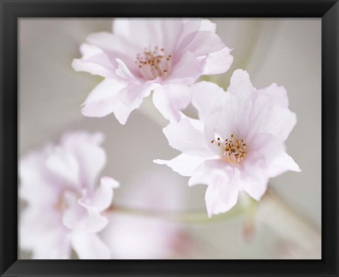 Framed Cherry Blossom Study III Print