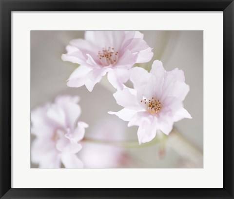 Framed Cherry Blossom Study III Print