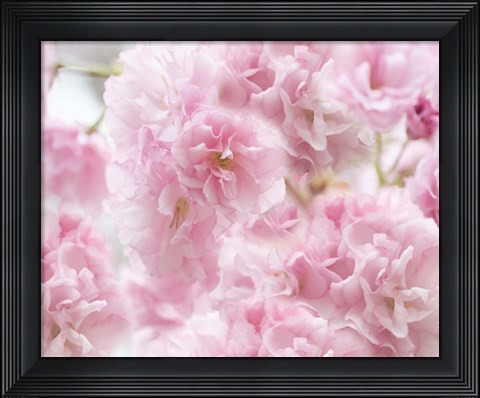 Framed Cherry Blossom Study IV Print