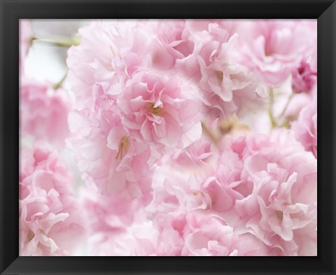 Framed Cherry Blossom Study IV Print