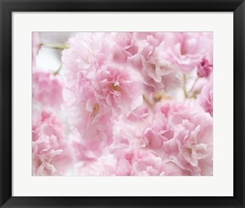 Framed Cherry Blossom Study IV Print