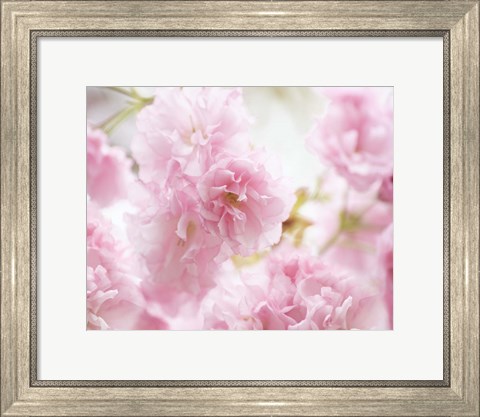 Framed Cherry Blossom Study V Print