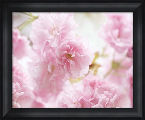Framed Cherry Blossom Study V Print