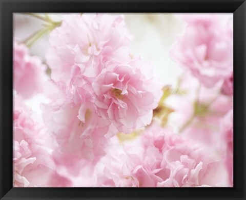 Framed Cherry Blossom Study V Print