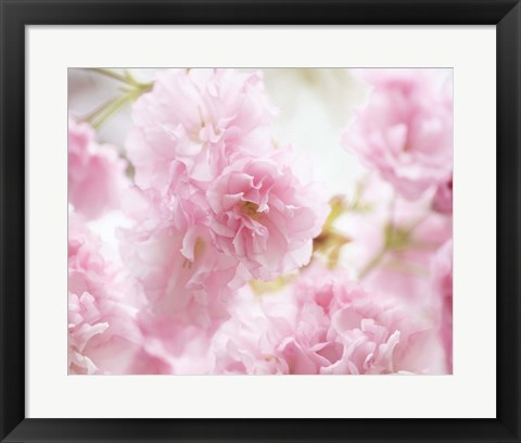 Framed Cherry Blossom Study V Print