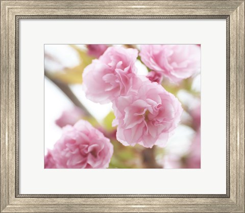 Framed Cherry Blossom Study VI Print