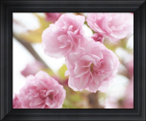 Framed Cherry Blossom Study VI Print