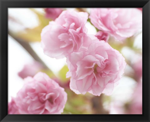 Framed Cherry Blossom Study VI Print