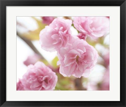 Framed Cherry Blossom Study VI Print