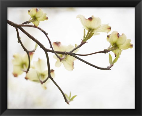 Framed Dogwood Detail I Print