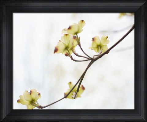 Framed Dogwood Detail II Print