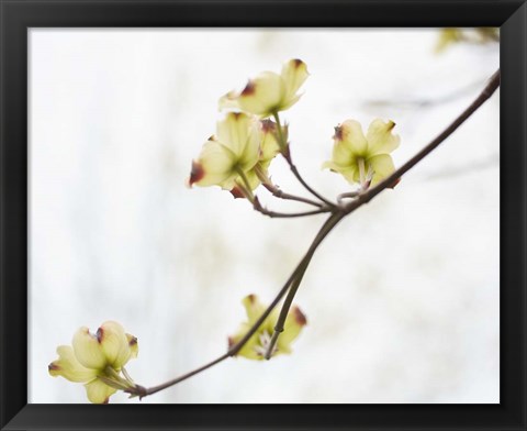 Framed Dogwood Detail II Print