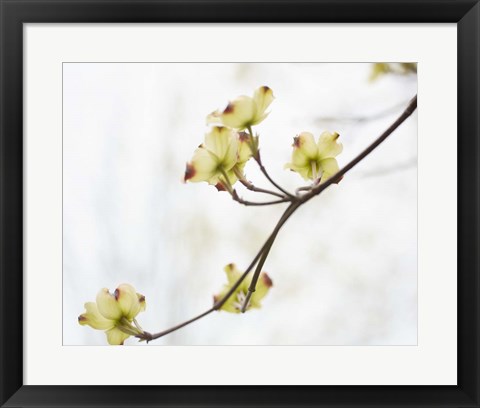 Framed Dogwood Detail II Print