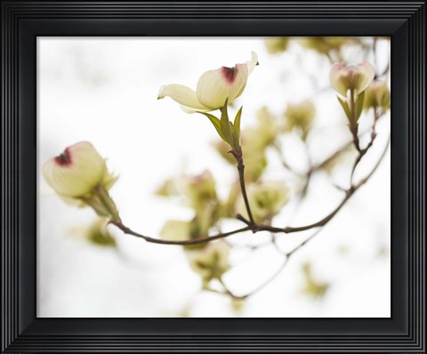 Framed Dogwood Detail III Print