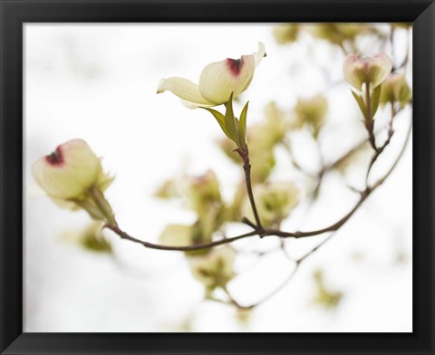 Framed Dogwood Detail III Print