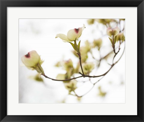 Framed Dogwood Detail III Print