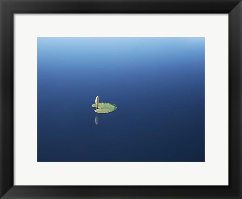 Framed Lilypad II Print