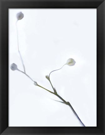 Framed White Buds I Print