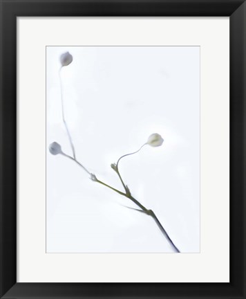 Framed White Buds I Print