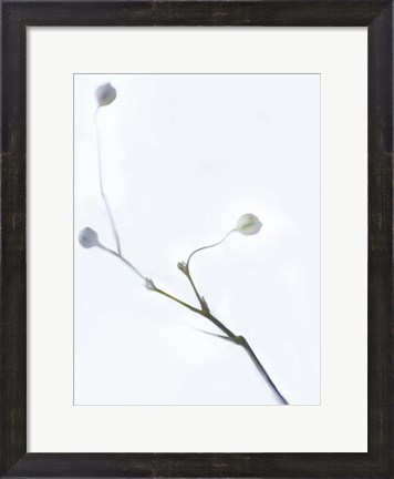 Framed White Buds I Print