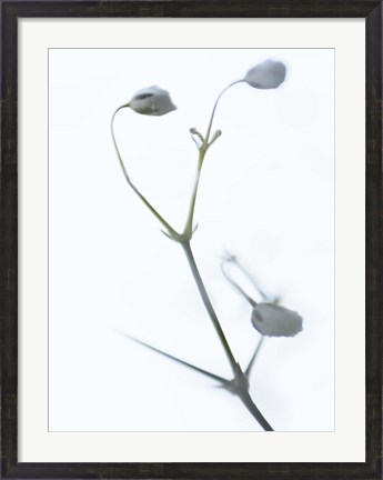Framed White Buds II Print