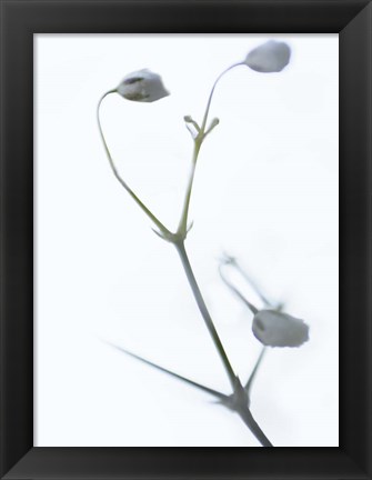 Framed White Buds II Print