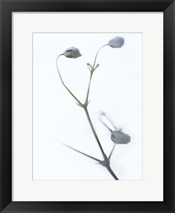 Framed White Buds II Print