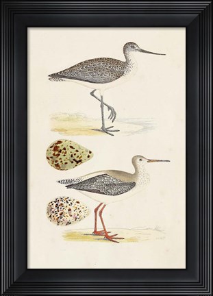 Framed Sandpipers &amp; Eggs I Print