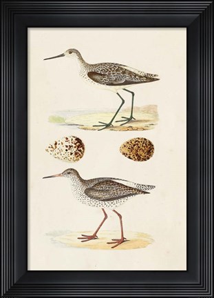 Framed Sandpipers &amp; Eggs II Print