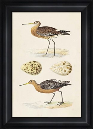 Framed Sandpipers &amp; Eggs IV Print