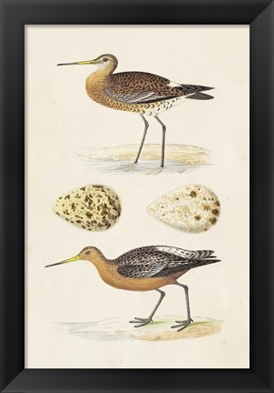 Framed Sandpipers &amp; Eggs IV Print