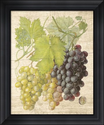 Framed Grapevine I Print