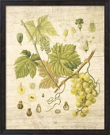 Framed Grapevine II Print