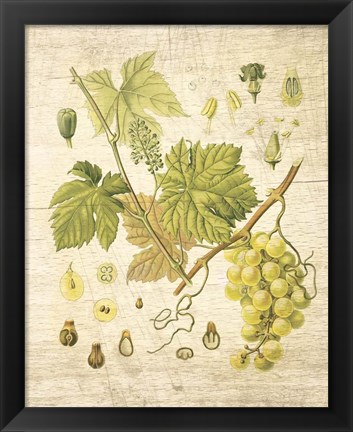 Framed Grapevine II Print