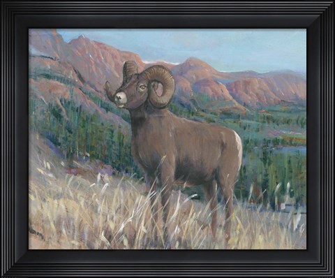 Framed Animals of the West IV Print