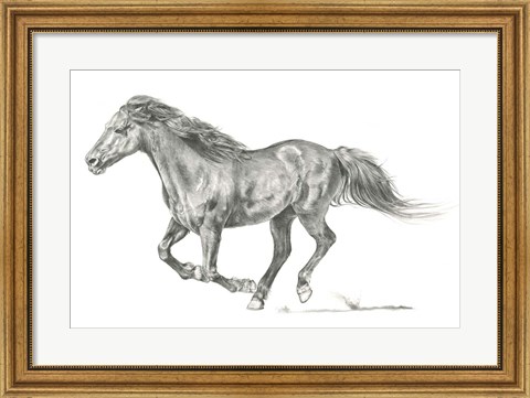 Framed Wild Horse Portrait I Print