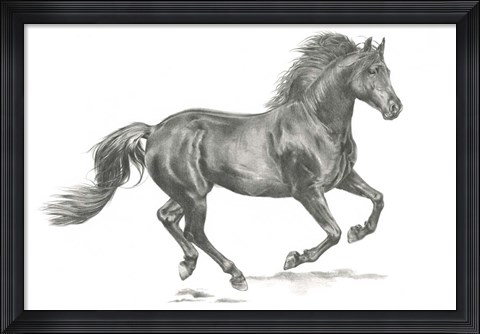 Framed Wild Horse Portrait II Print