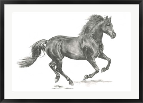 Framed Wild Horse Portrait II Print